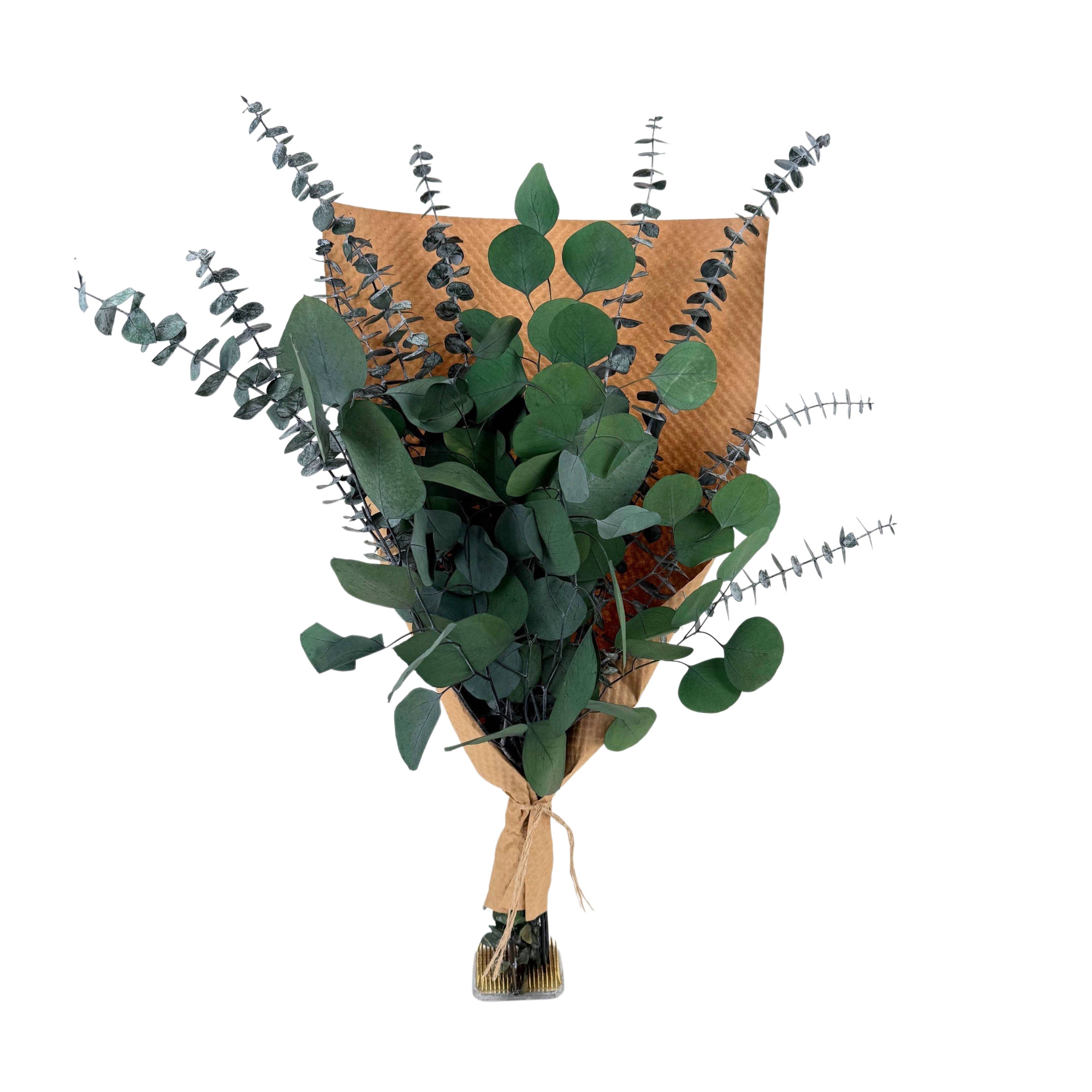 Silver Dollar & Baby Eucalyptus 8 ounce Preserved Bundle