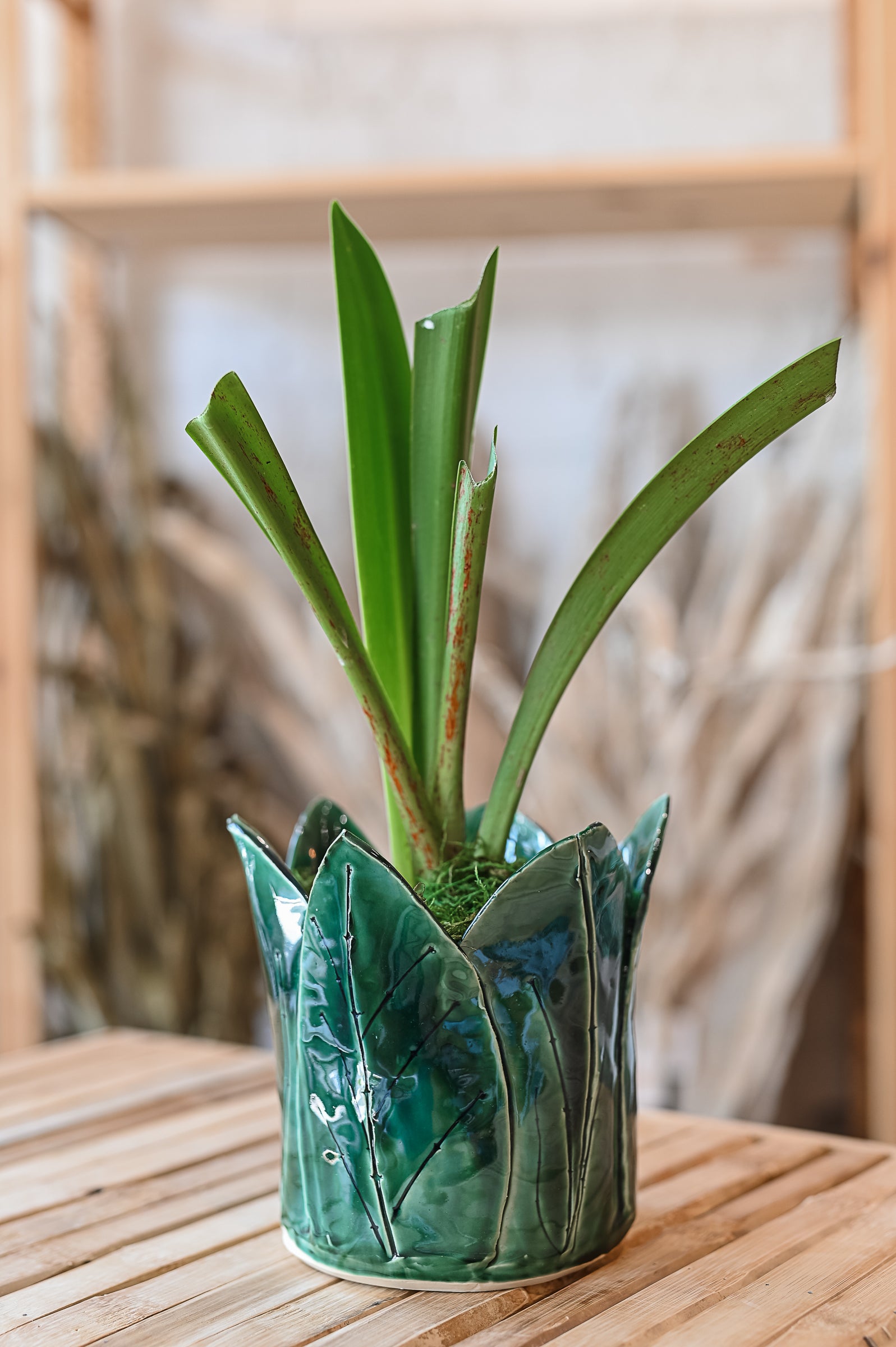 Holiday Bloom! Ceramic Amaryllis Pot Workshop || November 11th