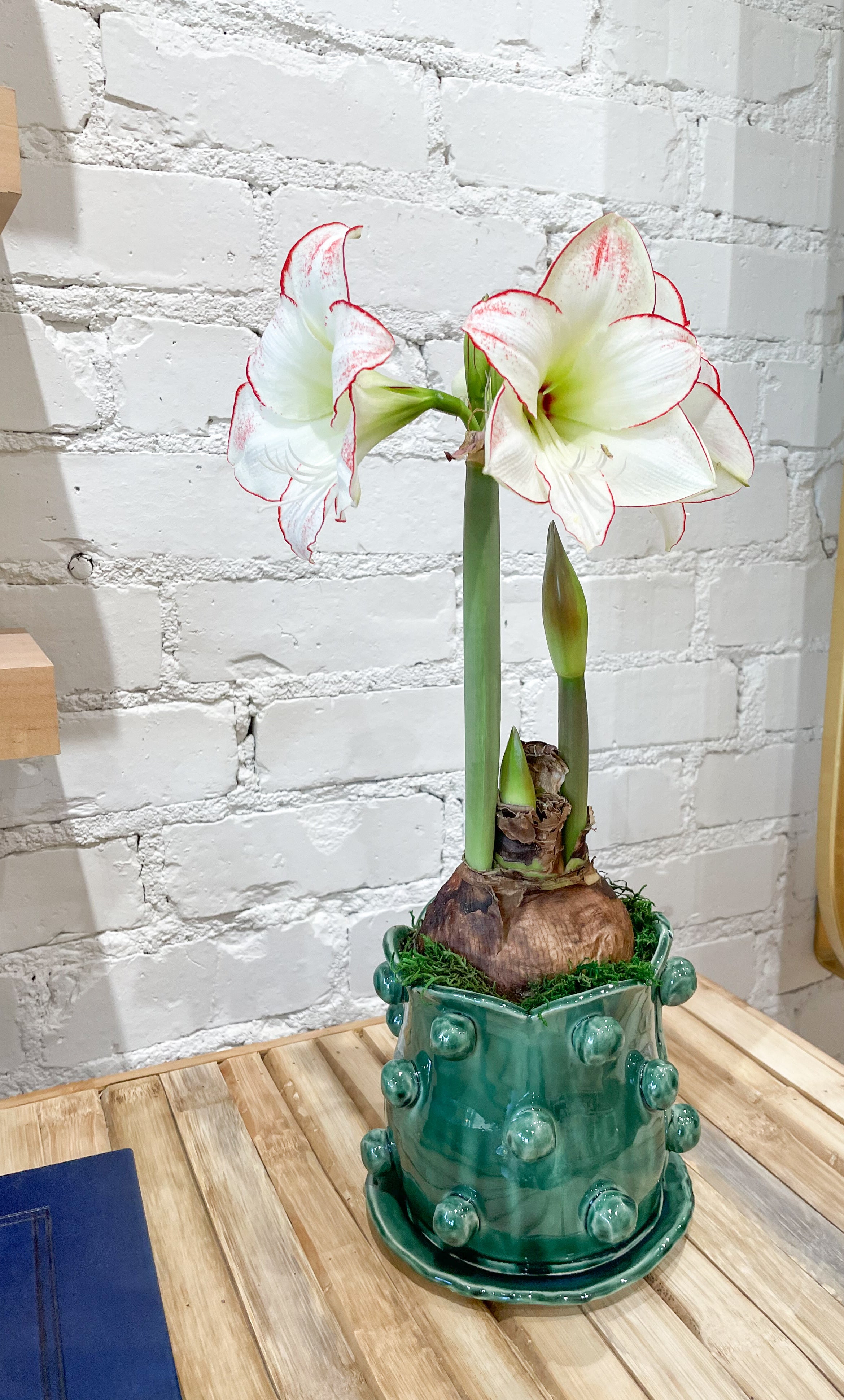 Potted Amaryllis Bulb